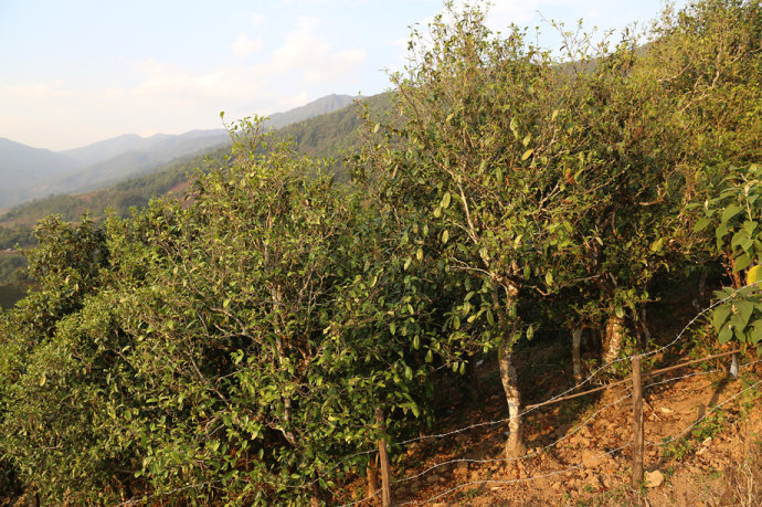 2021冰島壩歪古樹秋茶口感最接近冰島老寨!