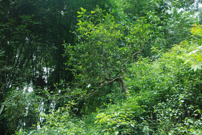 2021年冰島糯伍古樹秋茶| 甜出新高度,融在心底間~