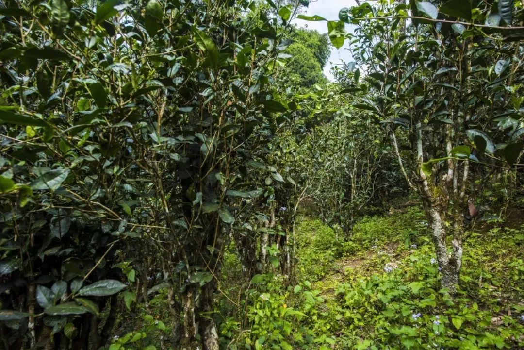 2021年冰島糯伍古樹秋茶口感是什么？