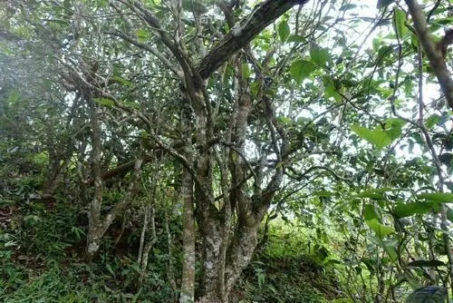 2021年昔歸古樹秋茶特點是什么?