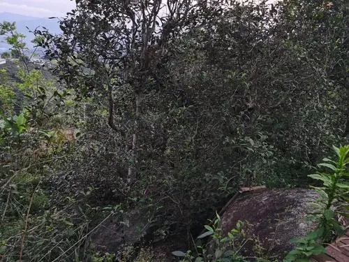 2021年那罕古樹秋茶價格是多少?