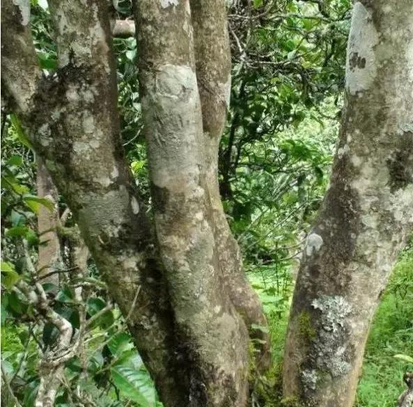 2021年忙肺古樹(shù)秋茶多少一公斤？