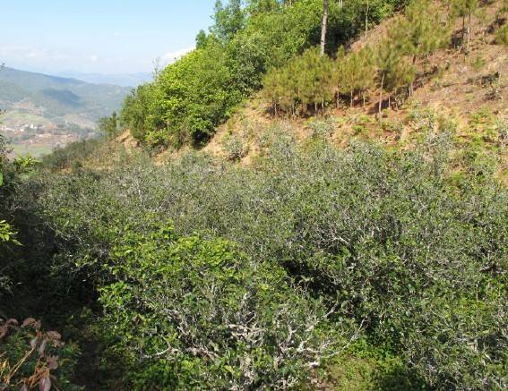 2021年梅子箐古樹秋茶特點是什么?