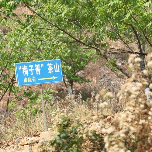 2021年梅子箐古樹秋茶口感！