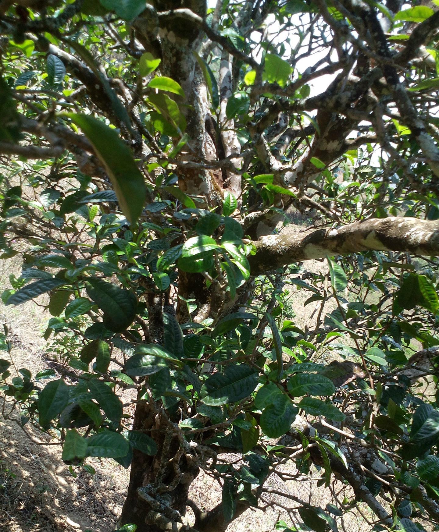 2021年巖子頭古樹秋茶特點(diǎn)?