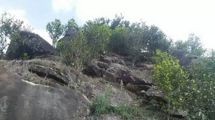 2021年巖子頭古樹秋茶內含物質可以和昔歸古樹毛茶相娉美·！