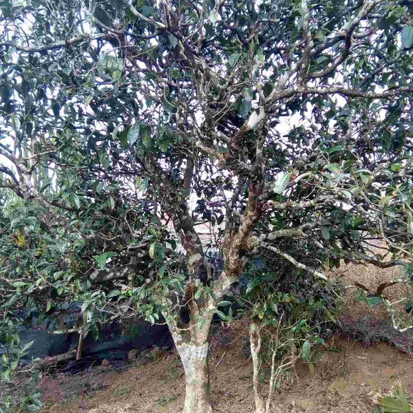 2021馬鞍山古樹秋茶口感？