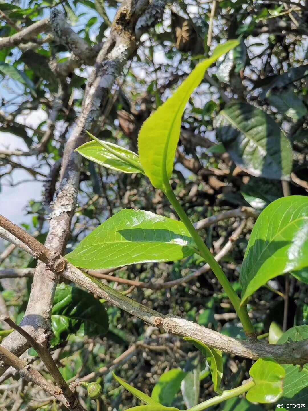 2021鎮康.馬鞍山古樹秋茶——這塊被遺忘的古茶園阿