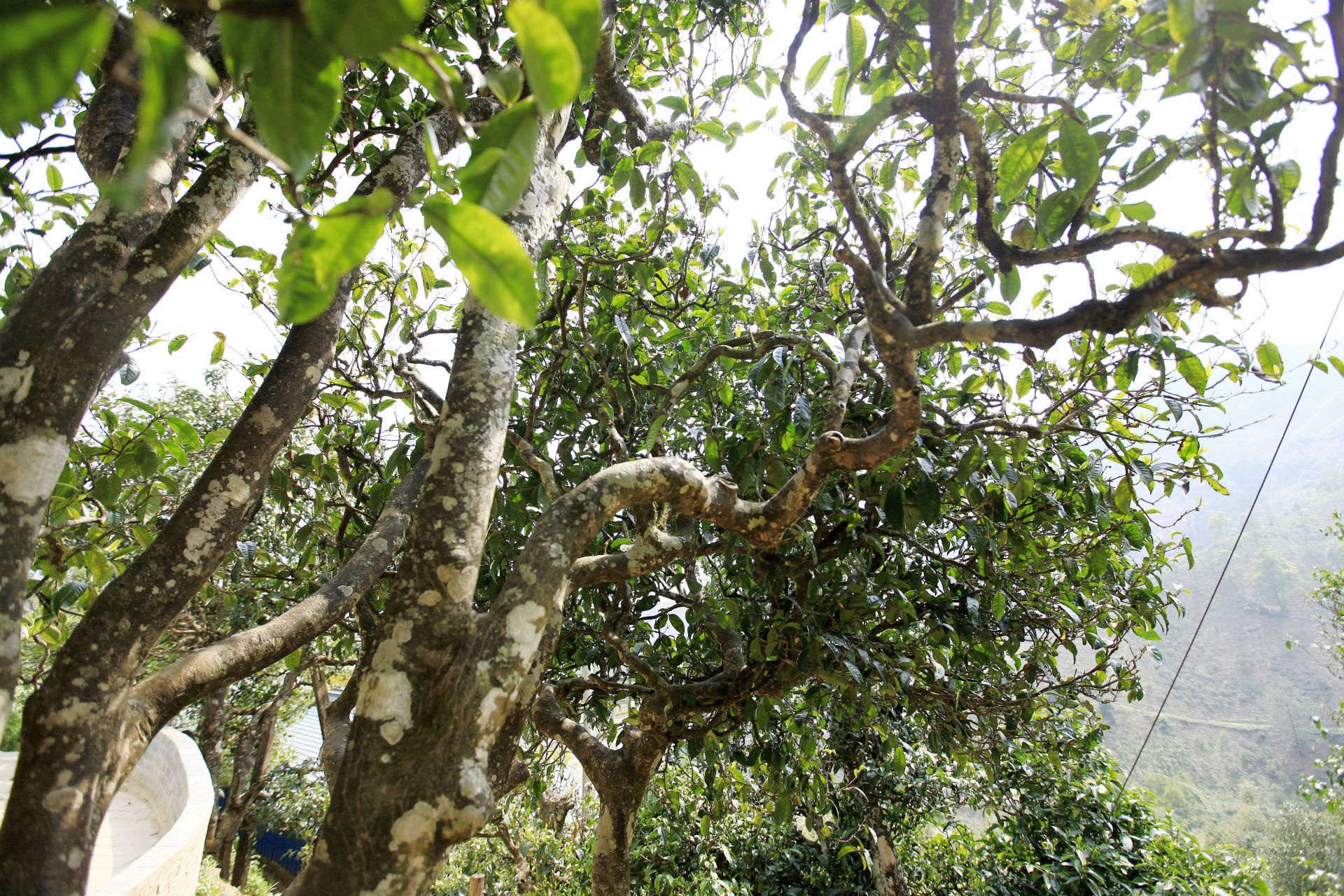 2021年馬鞍山古樹秋茶價(jià)值如何？