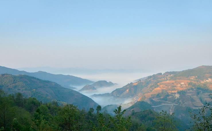 2021年白鶯山古樹秋茶白鶯聚居之地，普洱茶樹的天堂