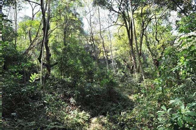 2021年老班章古樹秋茶特點？