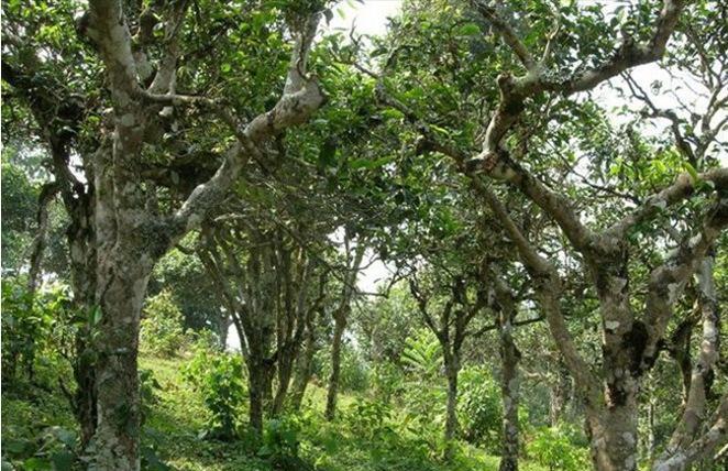 2021年新班章古樹秋茶多少錢一公斤？