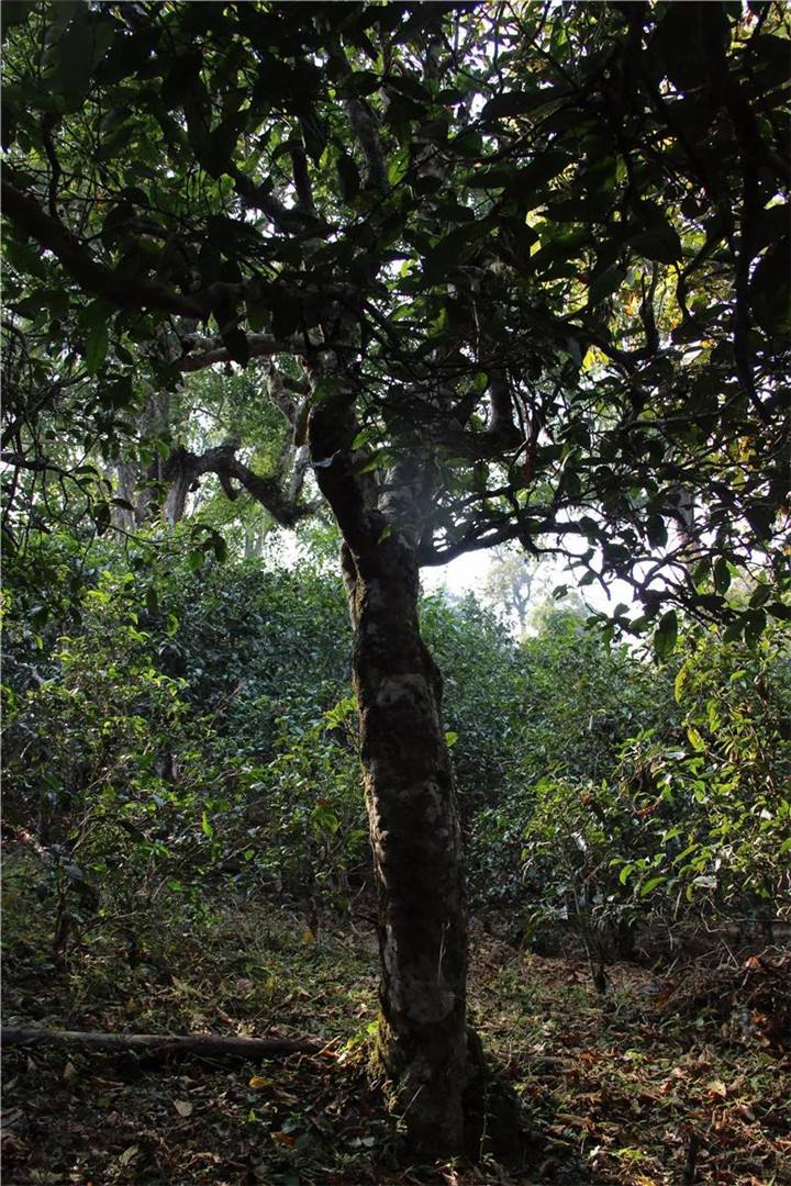 2021年老曼峨古樹秋茶口感是什么？