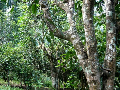 2021老曼峨古樹秋茶多少錢一公斤？