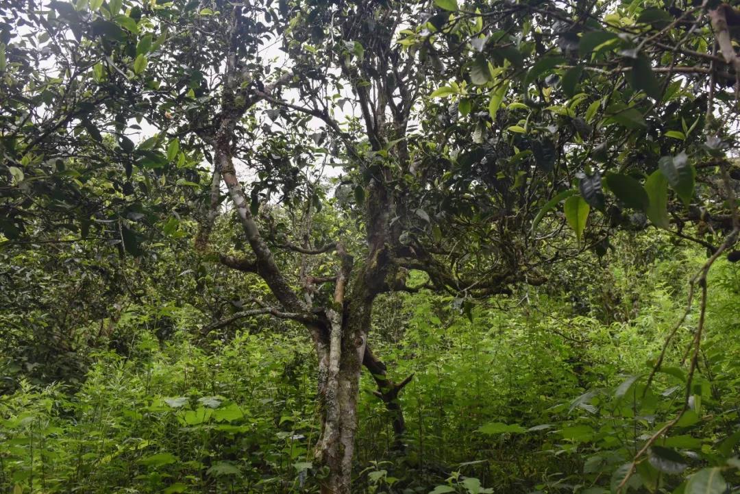 2021年班章茶區壩卡囡古樹秋茶口感？