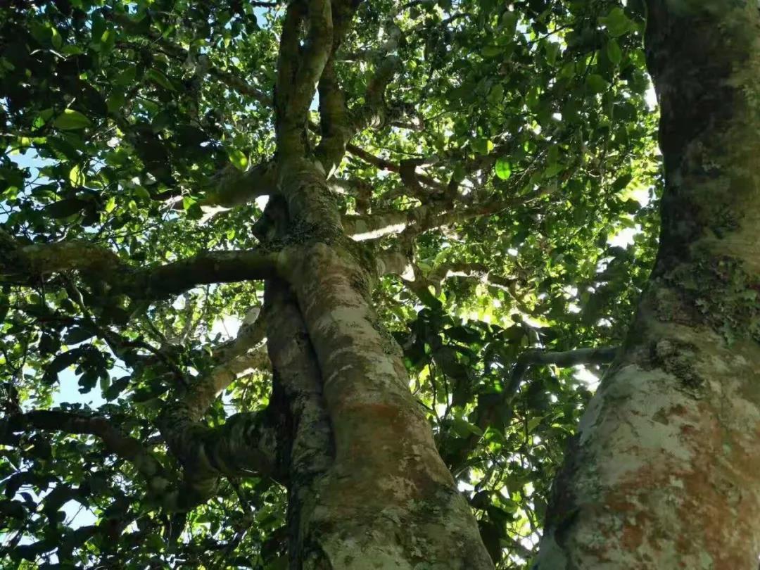 2021年班章茶區壩卡囡古樹秋茶特點？