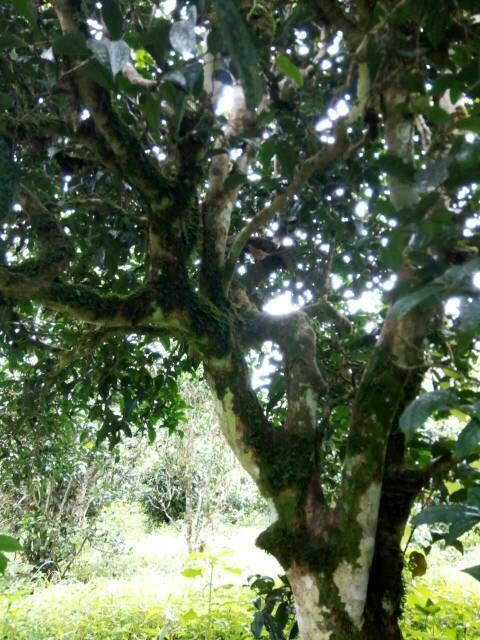 2021年班章茶區壩卡囡古樹秋茶多少錢一公斤？