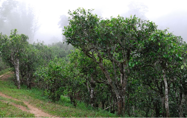2021年班章茶區壩卡囡秋茶布朗茶系中的甜茶類！