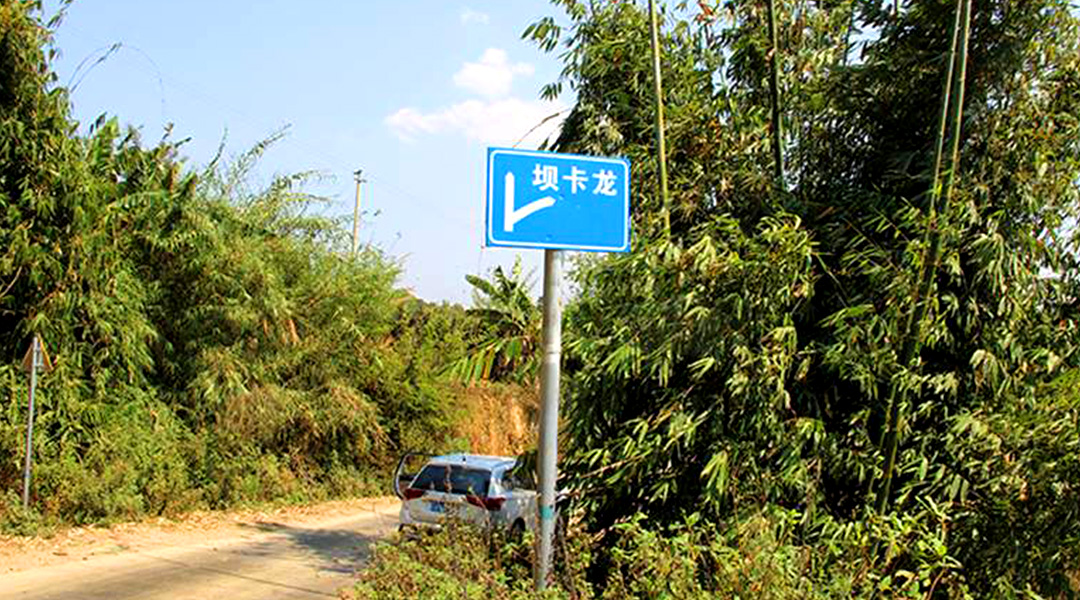 2021班章茶區壩卡竜古樹秋茶特點！