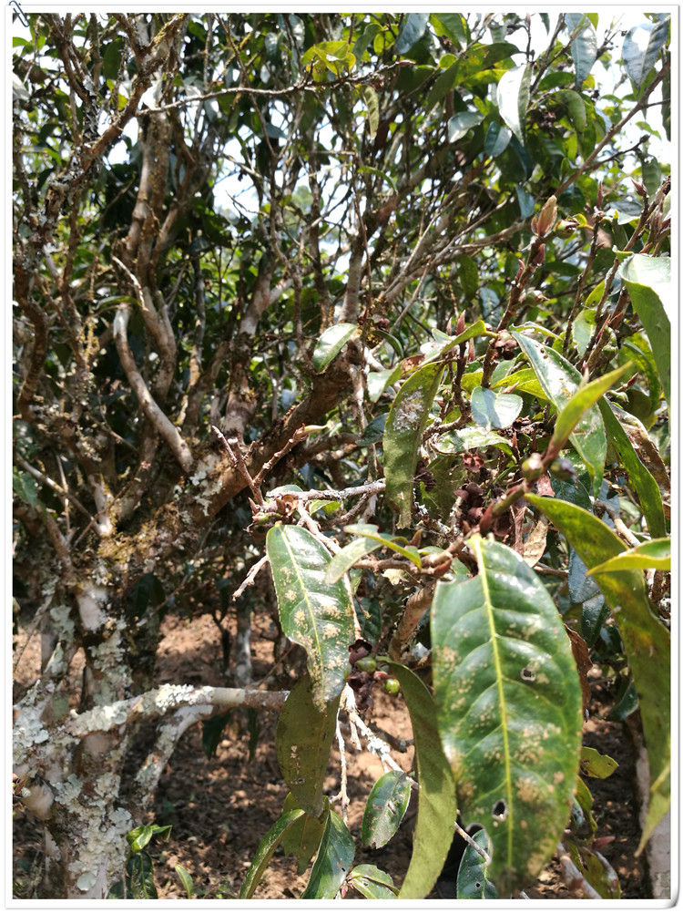 2021年布朗山班盆古樹秋茶多少錢一公斤？