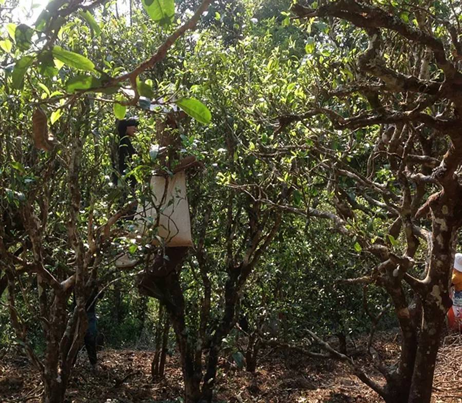 2021年布朗山班盆古樹秋茶品鑒！