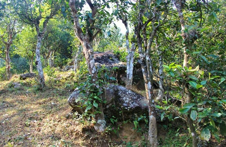 2021年勐宋那卡古樹(shù)秋茶特點(diǎn)?