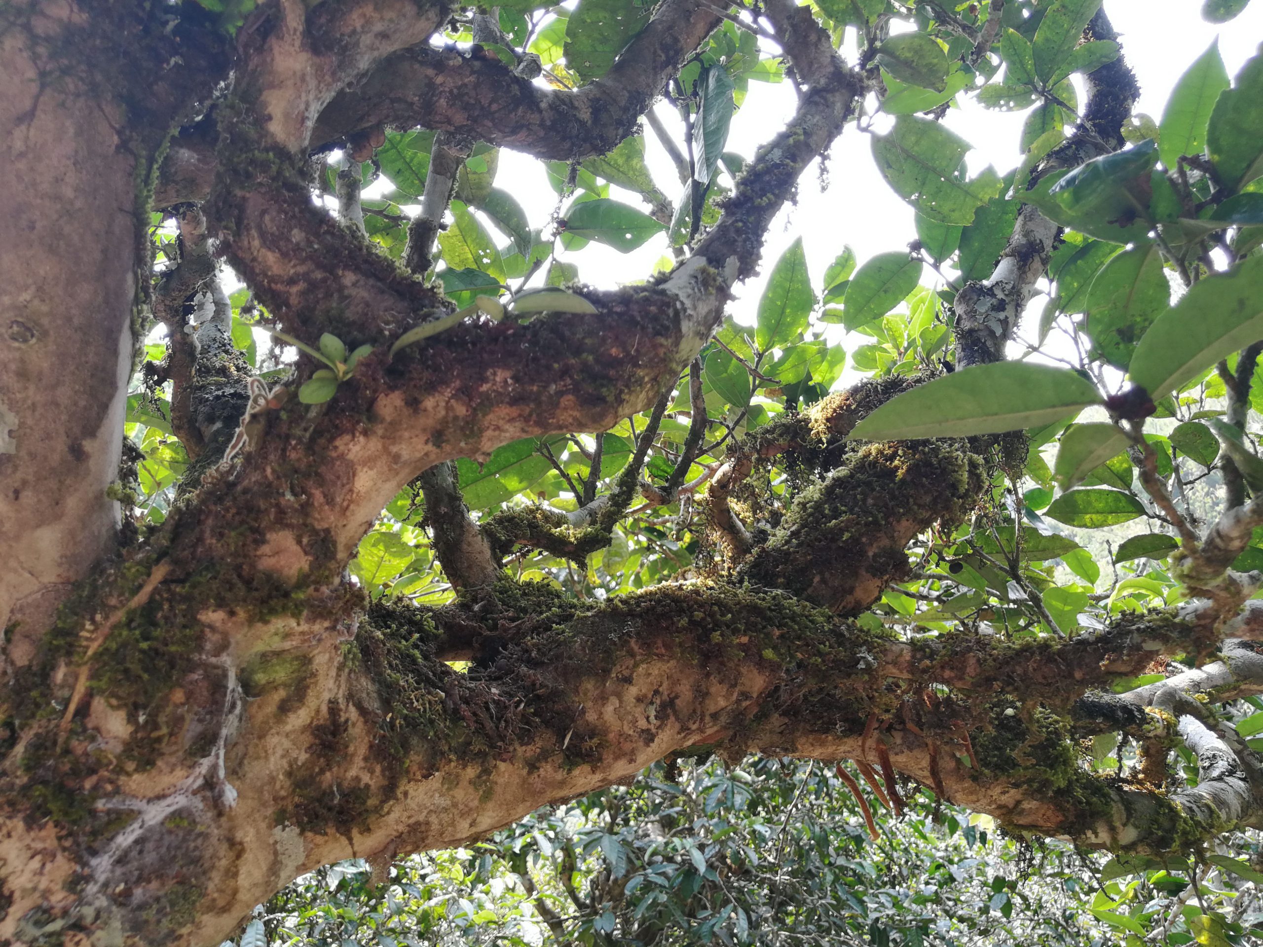 2021年勐宋那卡古樹秋茶品鑒實錄！