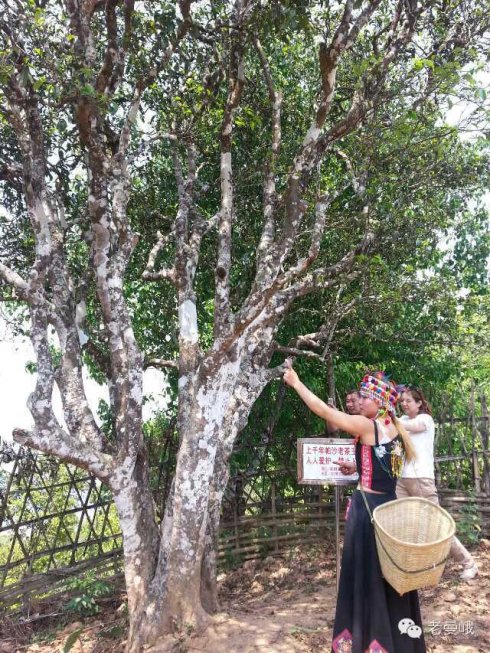 2021年帕沙古樹秋茶價格是多少？