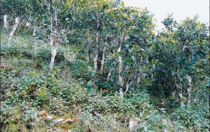 2022年須立貢茶普洱茶繞不開(kāi)的古茶山！