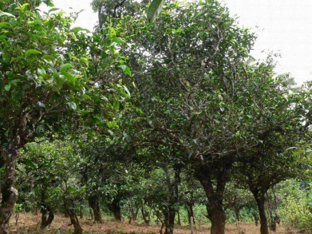 2022年須立貢茶為何備受皇室青睞!揭秘!