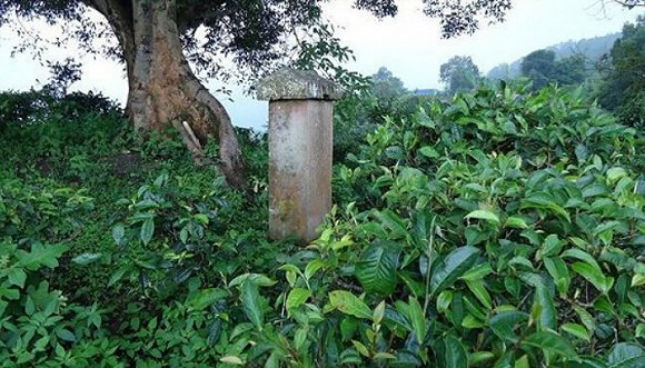 2022年迷帝古樹春茶價格？