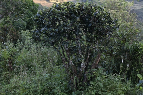 2022年迷帝古樹(shù)春茶,這里的茶 皇帝都著迷