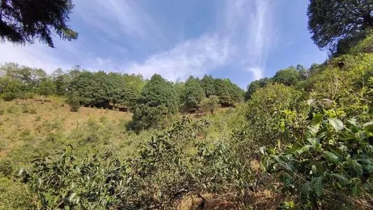 2022年墨江鳳凰窩古樹春茶口感是什么?