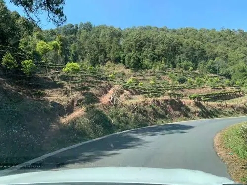 2022年墨江鳳凰窩古樹春茶價(jià)格？