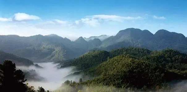 2022年景谷苦竹山古樹春茶口感？