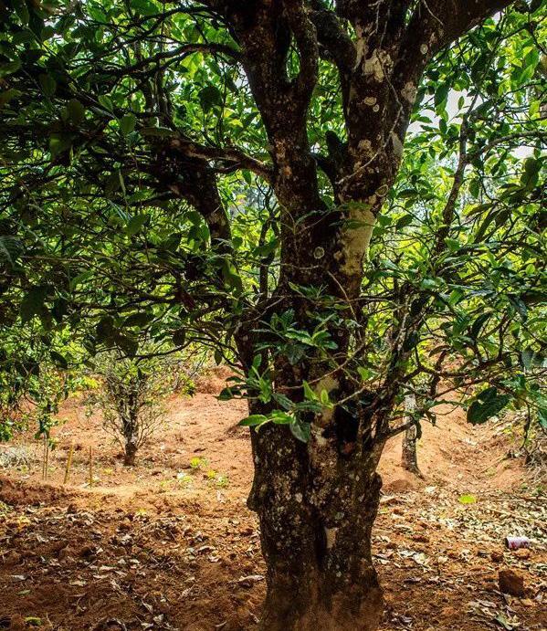 2022年景谷苦竹山古樹春茶特點(diǎn)是什么？