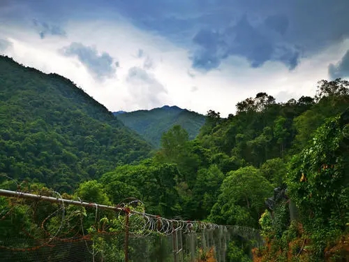 2022年景東御筆古樹春茶價格多少?