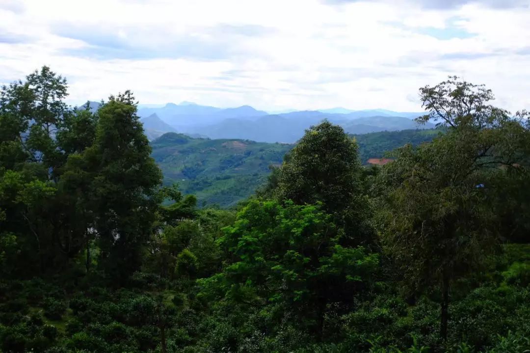 2022年景東祭茶祖 迎春茶，古樹春茶多少錢一公斤？