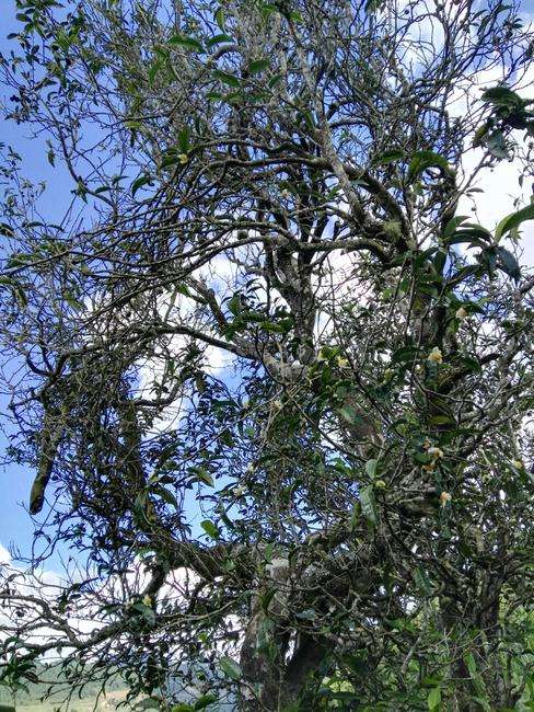 2022年鎮(zhèn)沅老海塘古樹春茶特點?