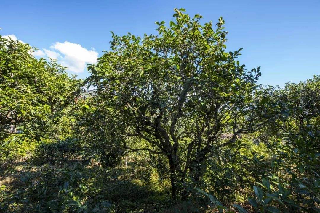 2022年鎮沅老海塘古樹春茶口感？