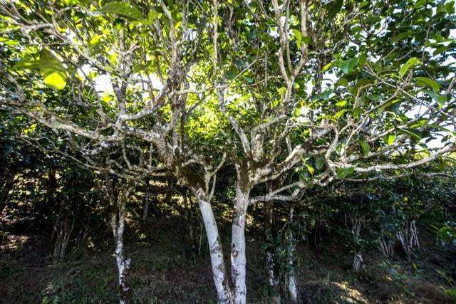 2022年鎮沅老海塘古樹春茶價格？