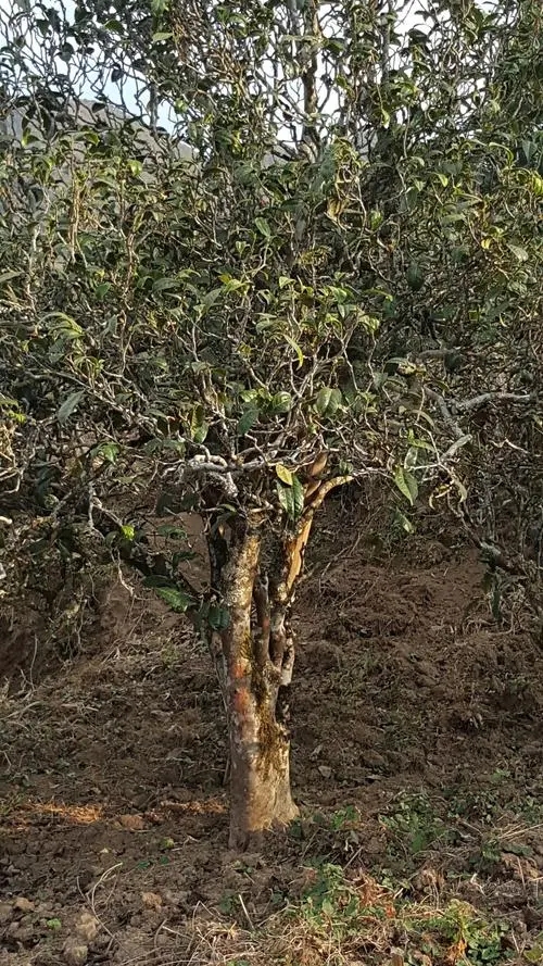 2022年鎮沅老海塘古樹春茶多少錢一公斤?