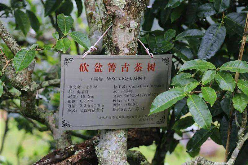 2022年鎮沅砍盆箐古樹春茶價格？