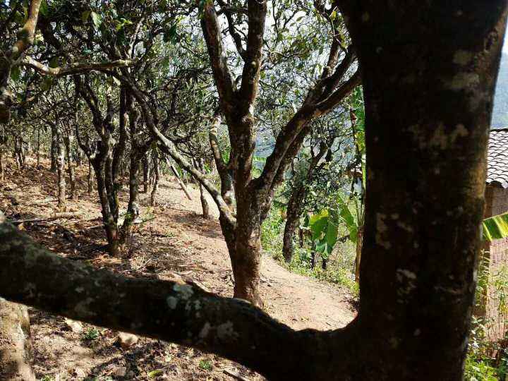 2022年鎮沅打筍山古樹春茶多少錢一公斤？