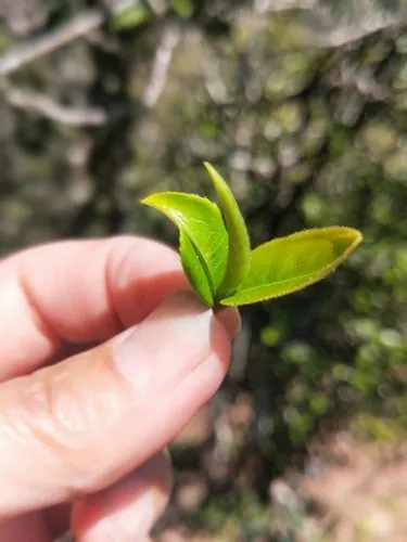 2022年野性十足的鎮沅打筍山古樹春茶！