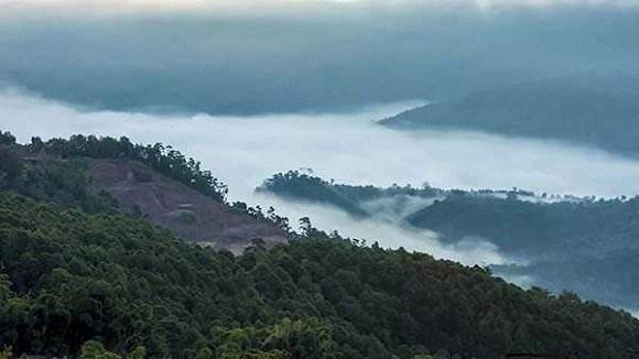 2022年鎮沅老烏山古樹春茶特點!