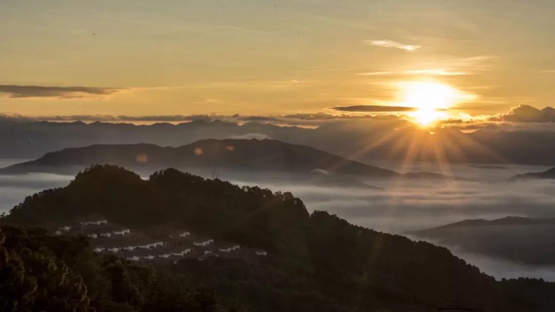 2022年別樣的味道，鎮沅老烏山古樹春茶