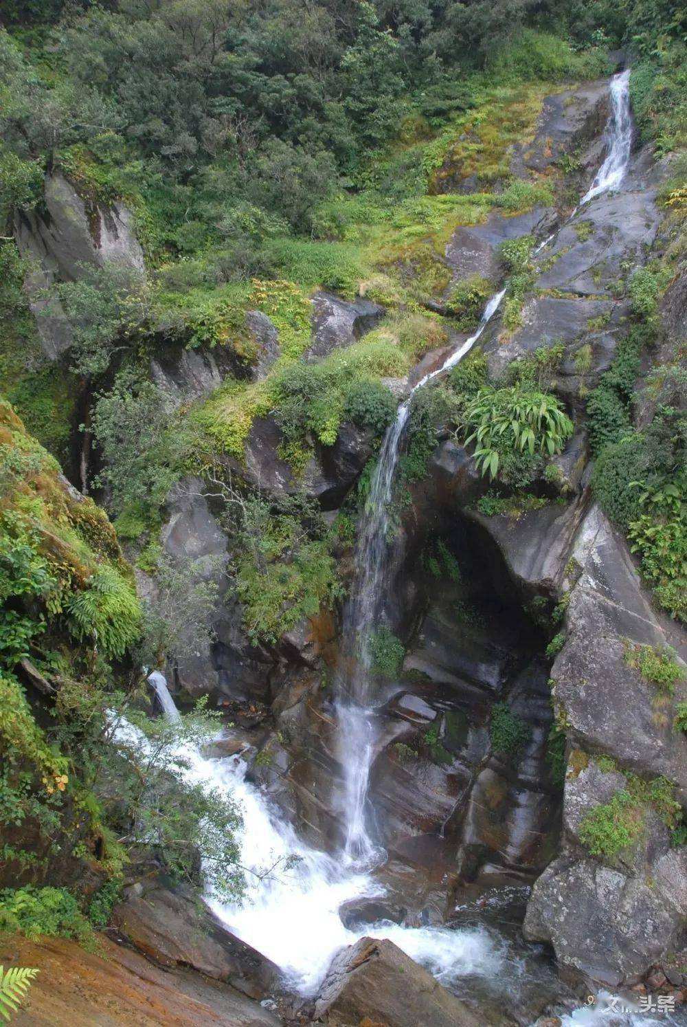 2022年鎮沅千家寨古樹春茶特點？