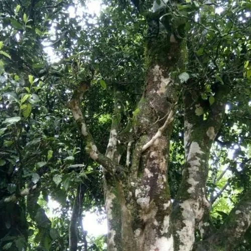 2022年鎮沅千家寨古樹春茶口感？