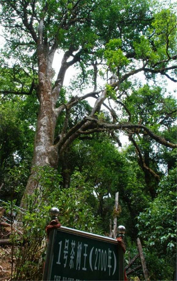 2022年鎮沅千家寨古樹春茶價格？